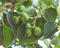 Tallow tree fruiting bodies 