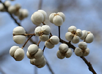 Tallow tree seed clusters 