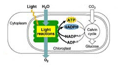 Brief view of Photosynthesis 