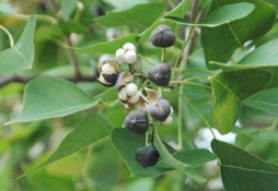 Tallow tree seeds and seed pods 